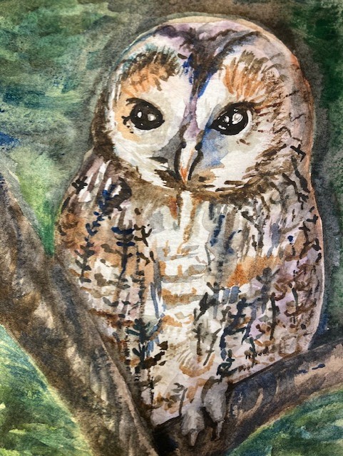 Owl Panni Loh