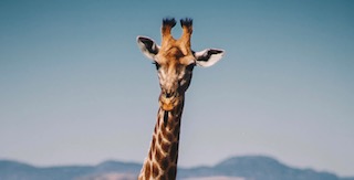 Thumbnail Giraffe Mike Setchell Pf97TYdQlWM Unsplash Copy